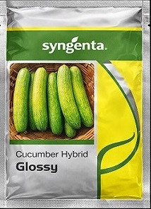 Syngenta Glossy Hybrid Cucumber Seeds – 850 Seeds Pack | High‑Yield Green Cucumber Variety