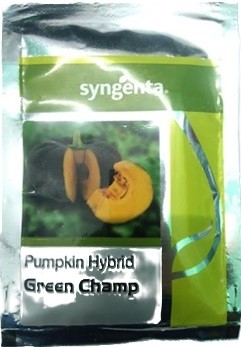 Syngenta Green Champ Pumpkin Hybrid Seed