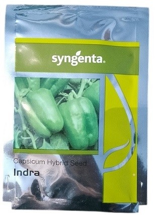 Syngenta Indra Capsicum Seeds – Vigorous Green Bell Pepper Hybrid for Open Field & Net House Cultivation (12g / 1500 Seeds Pack)