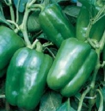 Syngenta Indra Capsicum Seeds