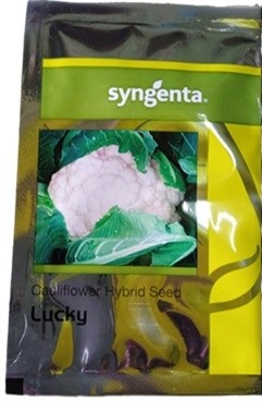 Syngenta LUCKY Hybrid Cauliflower Seed