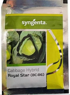 Syngenta Royal Star BC 86 Hybrid Cabbage Seeds – 4000 Seeds Pack | High Yield Compact Round Cabbage Variety