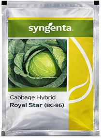 Syngenta Royal Star BC 86 Hybrid Cabbage Seeds – 4000 Seeds Pack | High Yield Compact Round Cabbage Variety