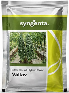Syngenta Vallav Hybrid Bitter Gourd Seeds – 50g | High‑Yield Green Bitter Gourd Variety