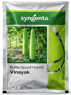 Syngenta Vinayak Hybrid Bottle Gourd Seeds – 50g | High‑Yield Green Variety