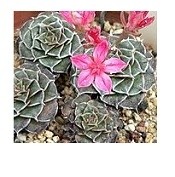 Tacitus Bellus Succulent Plants