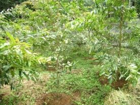 Terminalia Arjuna Live Indian Garden Plants