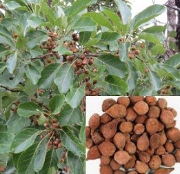 Terminalia Bellerica Live Indian Garden Plants