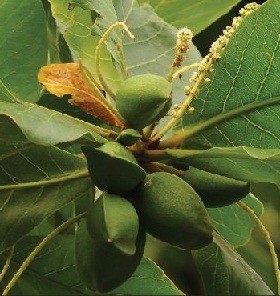 Terminalia Catappa Live Indian Garden Plants