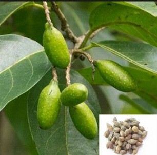 Terminalia Chebula Live Indian Garden Plants