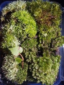 Terrarium Moss