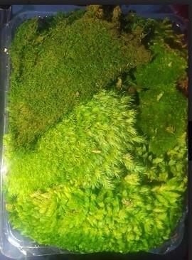 Terrarium Dry Moss Pack