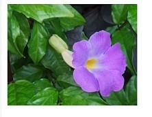 Thunbergia Erecta Flowering Plants