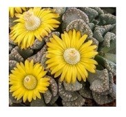 Titanopsis Calcarea Succulent Plants