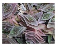 Tradescantia Navicularis Succulent Plants