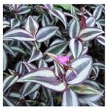 Tradescantia Zebrina Succulent Plants