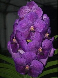 Vanda Orchids Plants VMB1259
