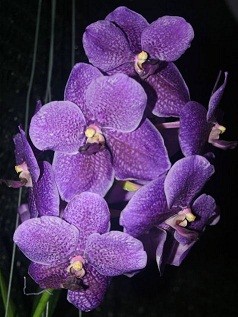 Vanda Orchids Plants VMB1262