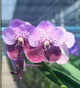 Vanda Orchids Plants VMB1242