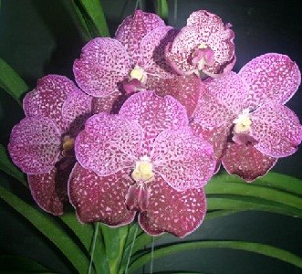 Vanda Orchids Plants VMB1243