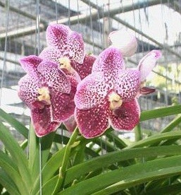 Vanda Orchids Plants VMB1244