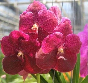 Vanda Orchids Plants VMB1245