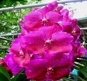 Vanda Orchids Plants VMB1246