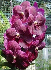 Vanda Orchids Plants VMB1247