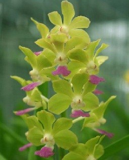 Vanda Orchids Plants VMB1248