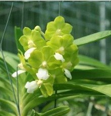 Vanda Orchids Plants VMB1249