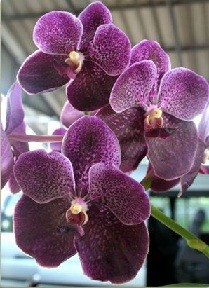 Vanda Orchids Plants VMB1250
