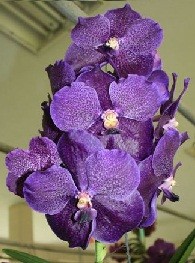 Vanda Orchids Plants VMB1251