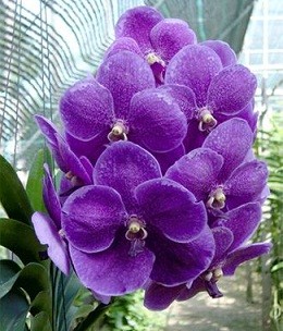 Vanda Orchids Plants VMB1252
