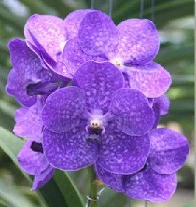 Vanda Orchids Plants VMB1253