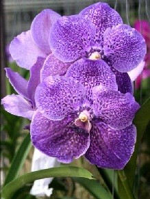 Vanda Orchids Plants VMB1254