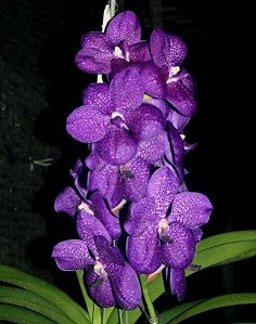 Vanda Orchids Plants VMB1255