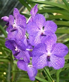 Vanda Orchids Plants VMB1256