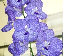 Vanda Orchids Plants VMB1257