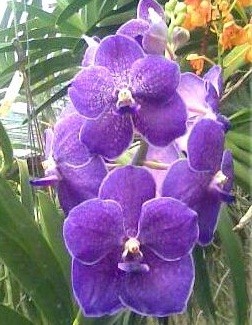 Vanda Orchids Plants VMB1258
