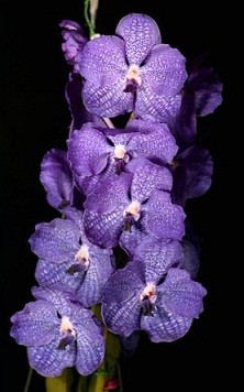 Vanda Orchids Plants VMB1260