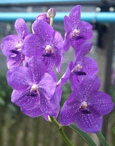 Vanda Orchids Plants VMB1261