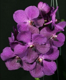 Vanda Orchids Plants VMB1263