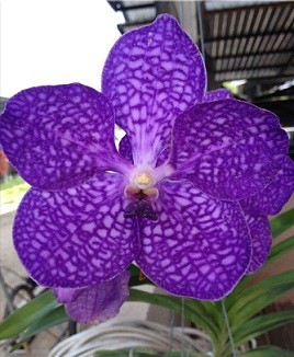 Vanda Orchids Plants VMB1264