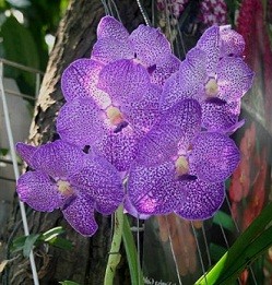 Vanda Orchids Plants VMB1265