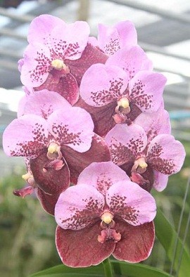 Vanda Orchids Plants VMB1266