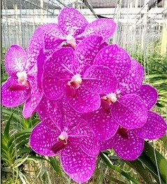 Vanda Orchids Plants VMB1267