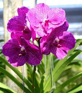 Vanda Orchids Plants VMB1268