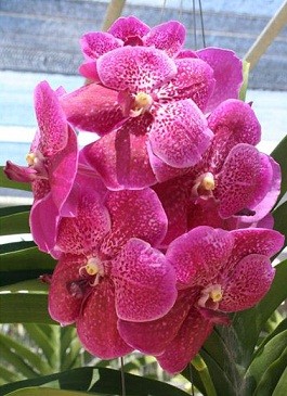 Vanda Orchids Plants VMB1269