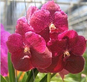 Vanda Orchids Plants VMB1270