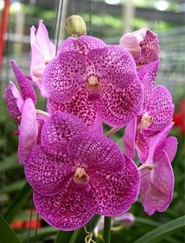 Vanda Orchids Plants VMB1273